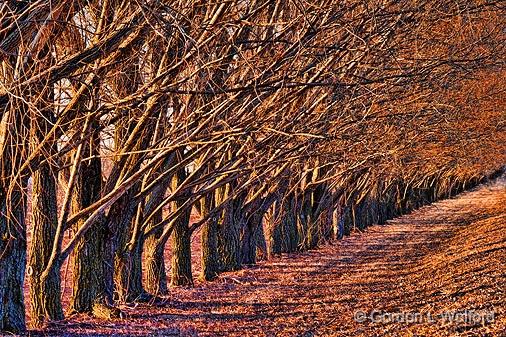 Poplar Row_07713.jpg - Photographed at sunrise near Kilmarnock, Ontario, Canada.